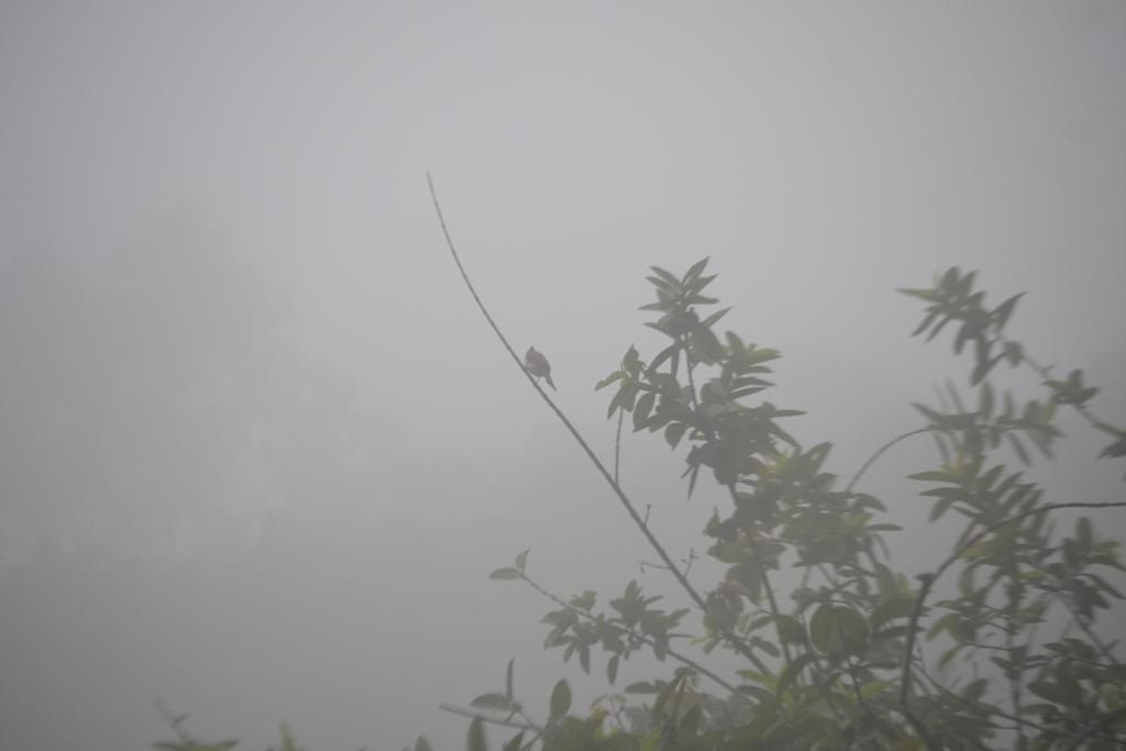 Munnar Heritage Cottage מראה חיצוני תמונה